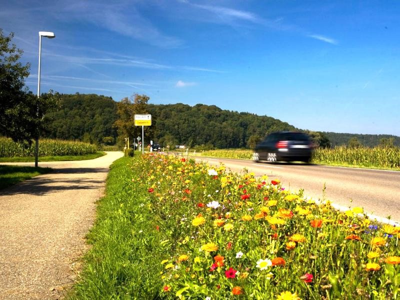 Bunte Blumenwiese am Randstreifen der Hauptstraße vor dem Ortsausgang Dietenheim Richtung Regglisweiler